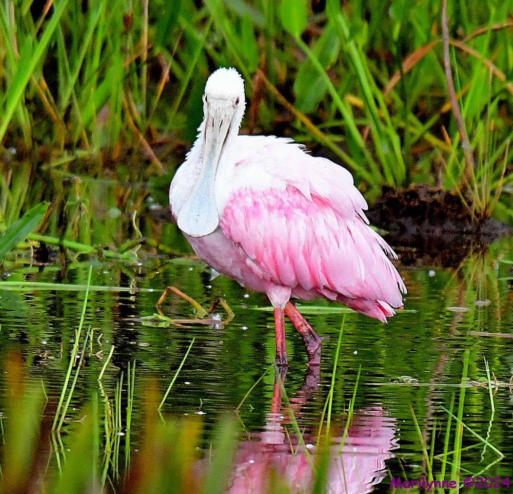 DSC_4684_001.JPG