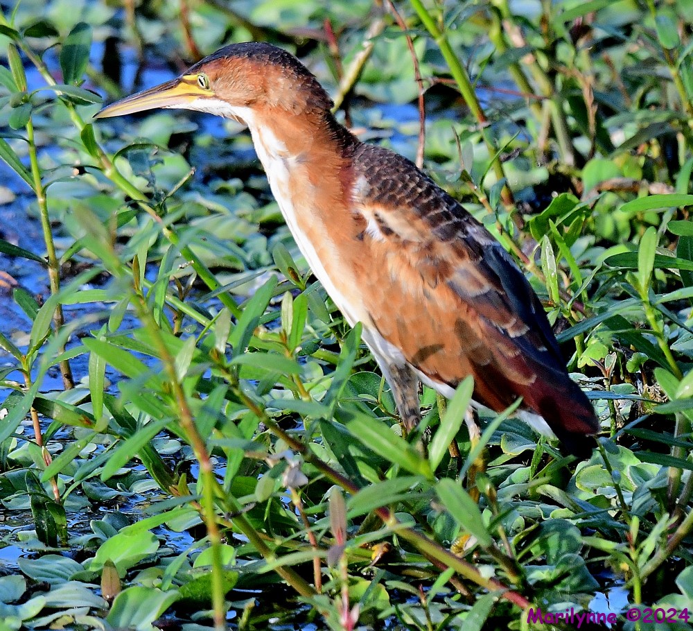DSC_4684_001.JPG