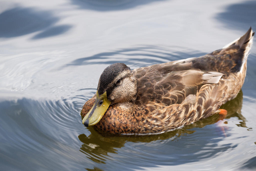 DSC_4685_DxO.jpg