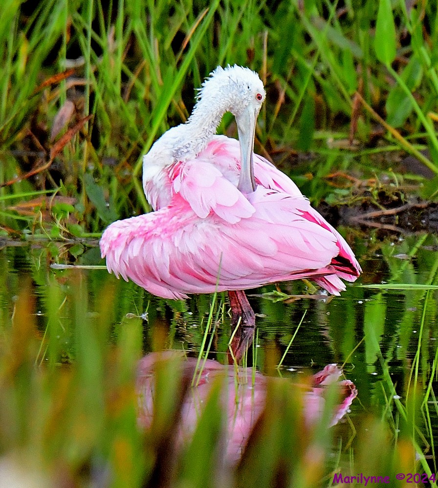 DSC_4686_001.JPG