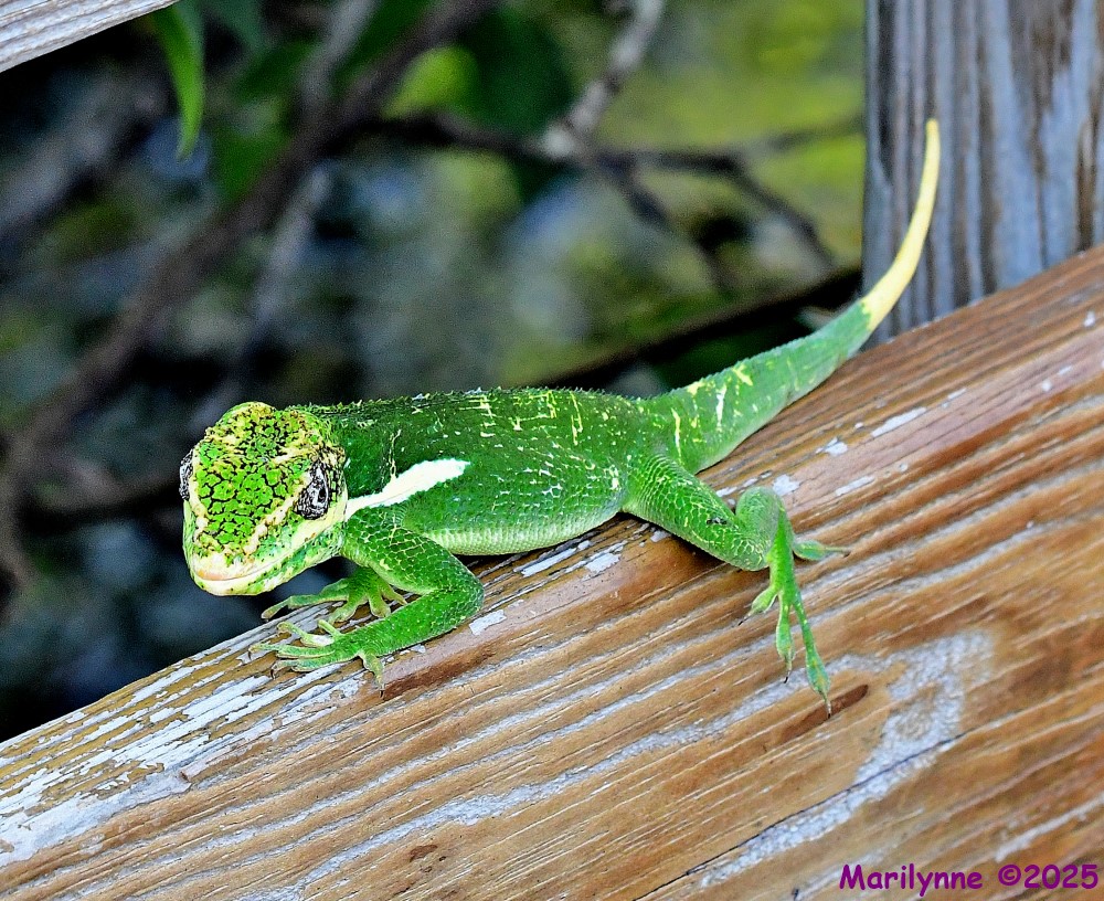 DSC_4686_001.JPG