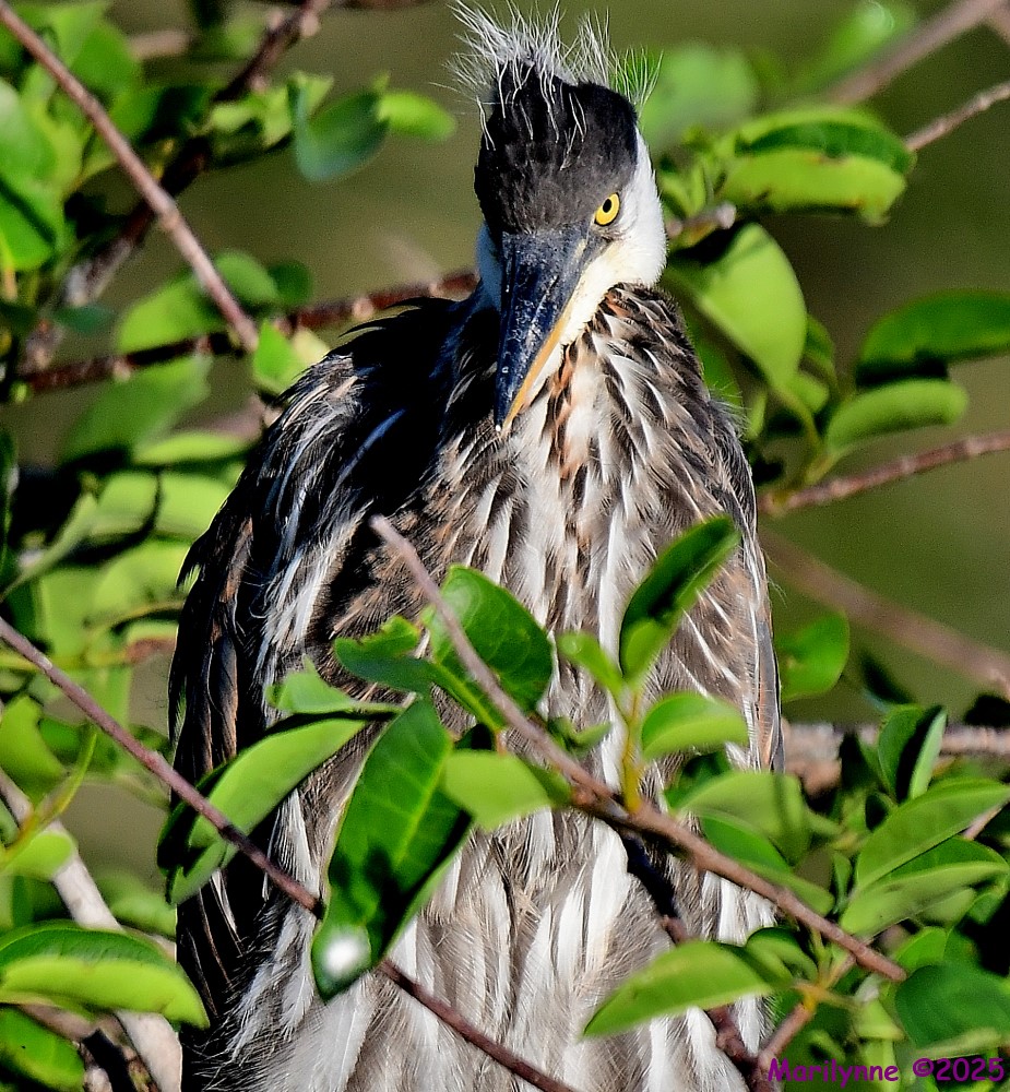 DSC_4687_001.JPG
