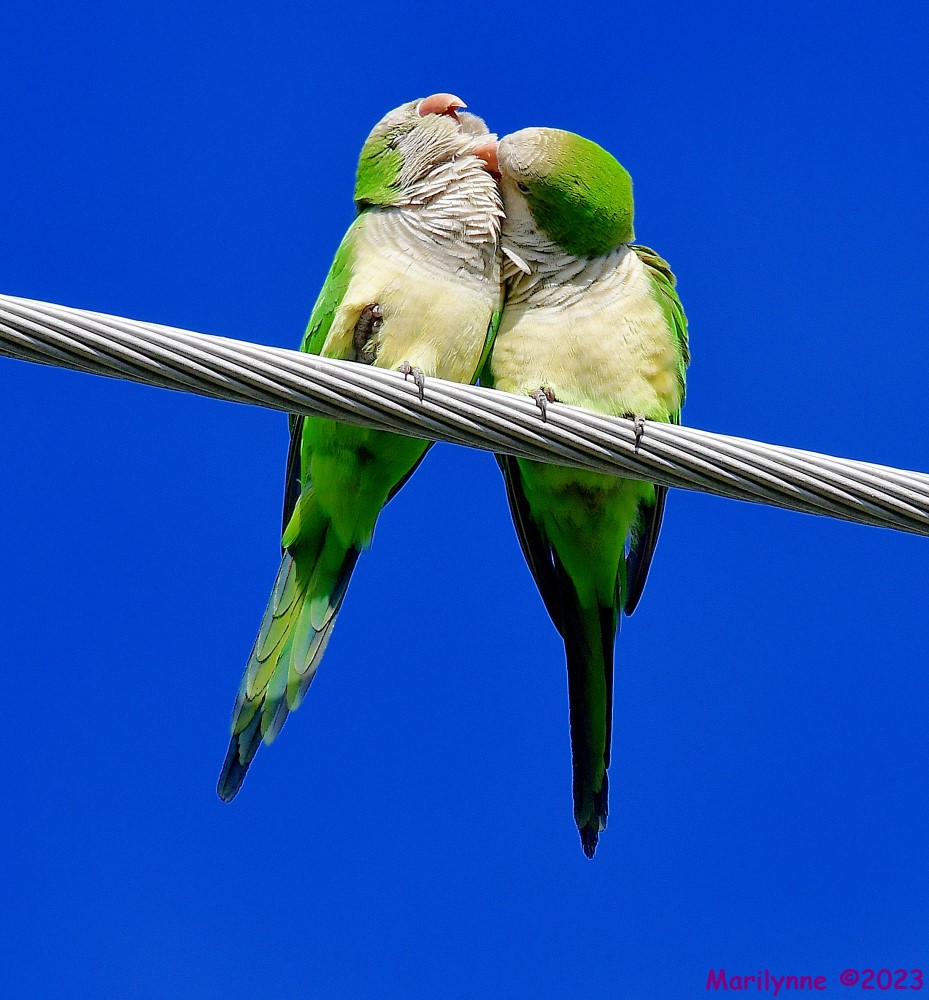 DSC_4689_001.JPG