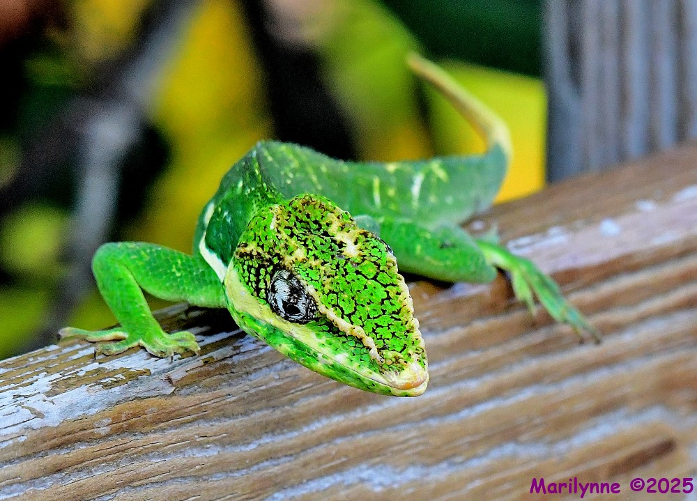 DSC_4689_001.JPG