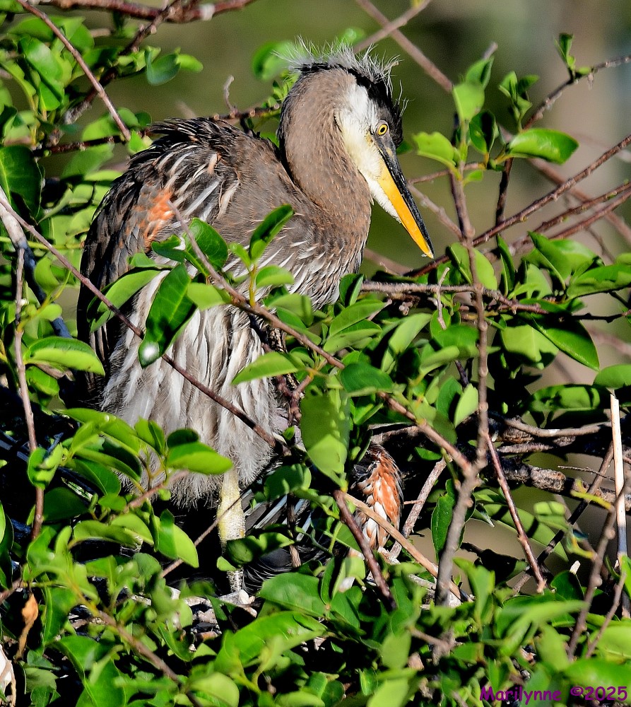 DSC_4690_001.JPG
