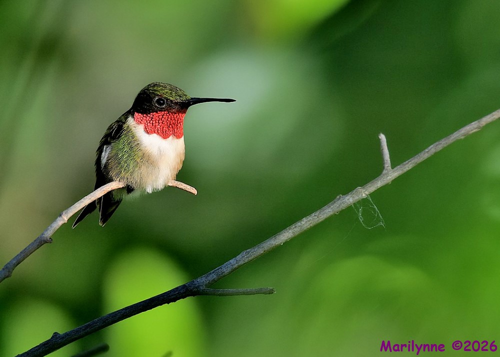 DSC_4691 copy_001.JPG