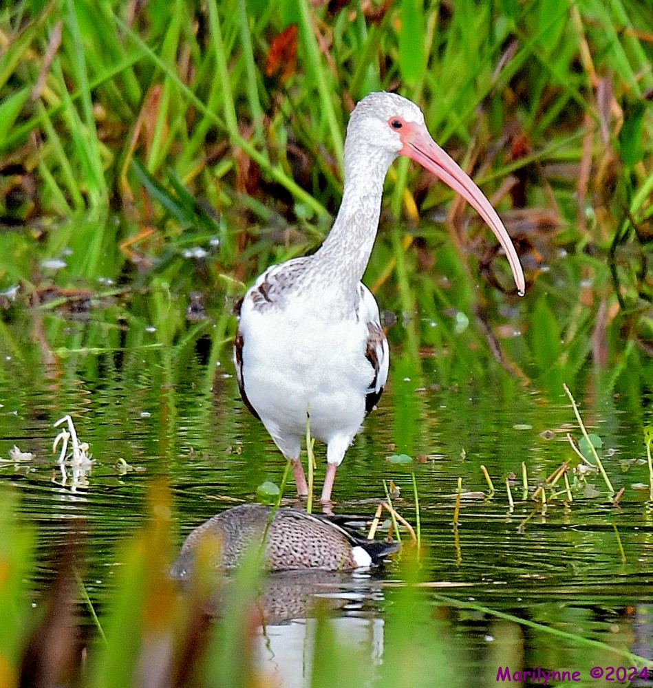 DSC_4692_001.JPG