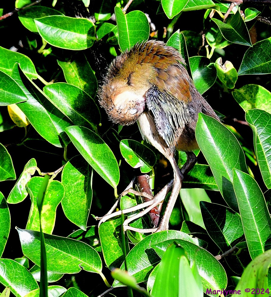 DSC_4692_001.JPG