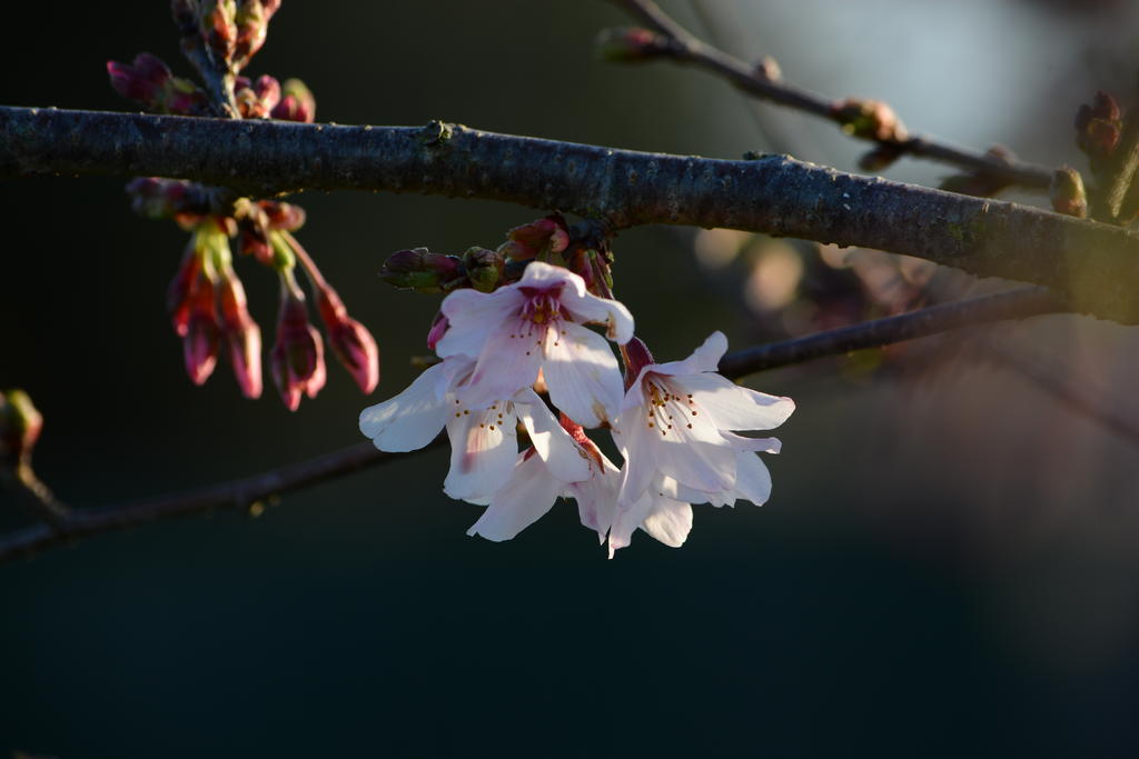 DSC_4693.jpg