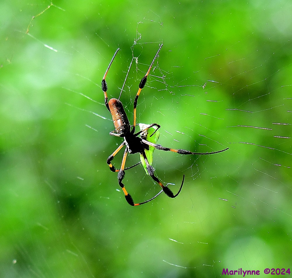 DSC_4693_001.JPG