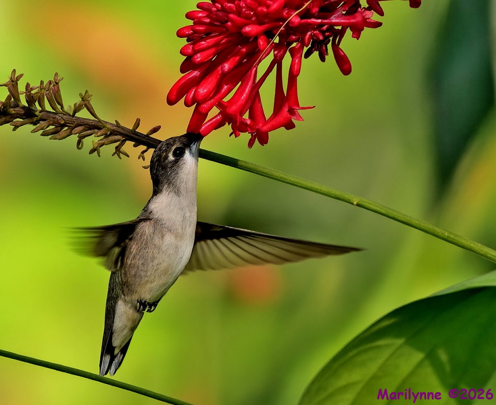 DSC_4694 copy_001.JPG