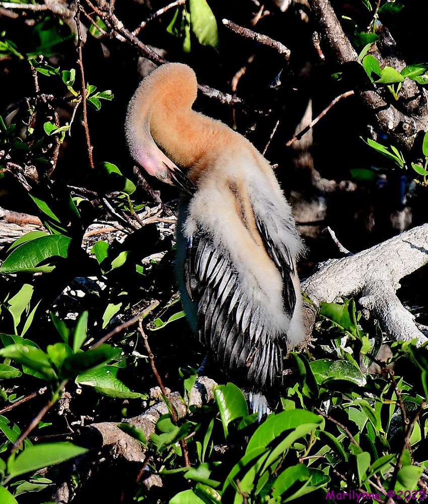 DSC_4694_001.JPG