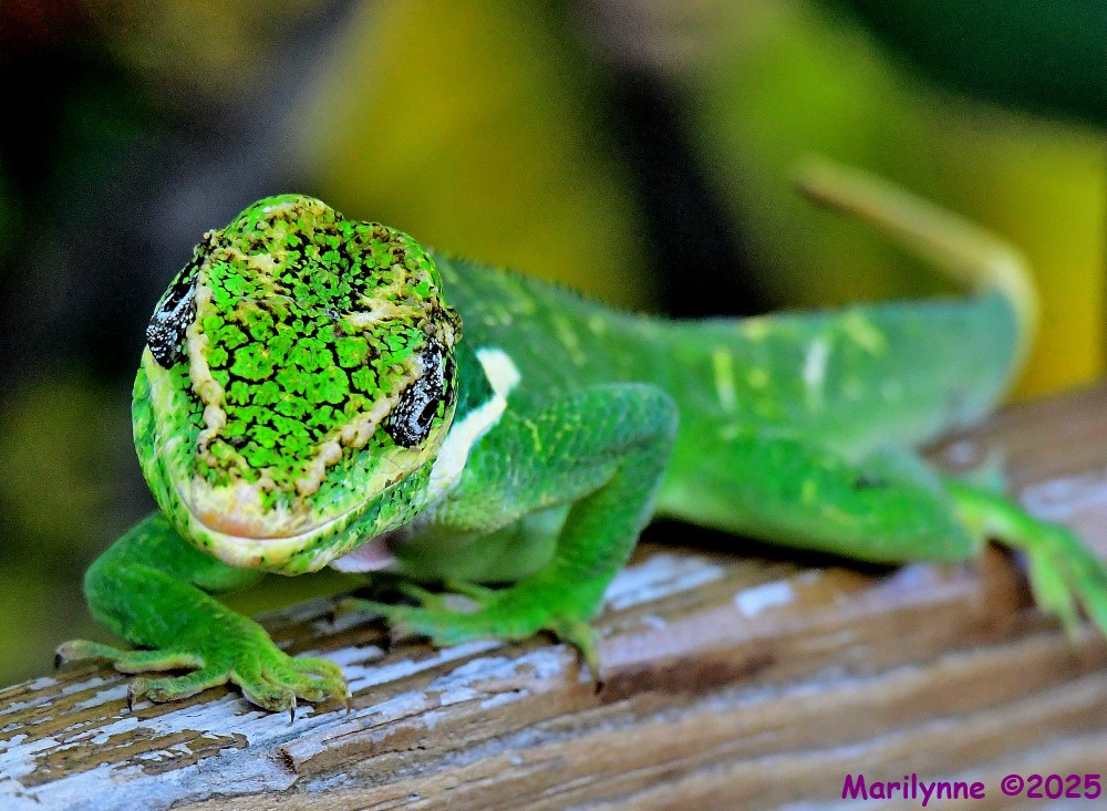 DSC_4695_001.JPG