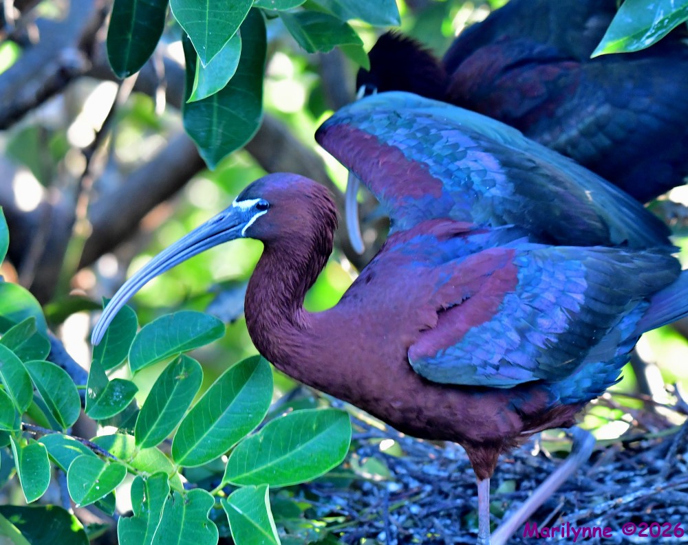 DSC_4695_001.JPG