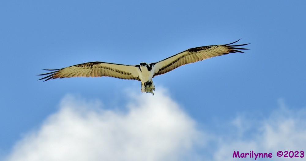 DSC_4696_001.JPG