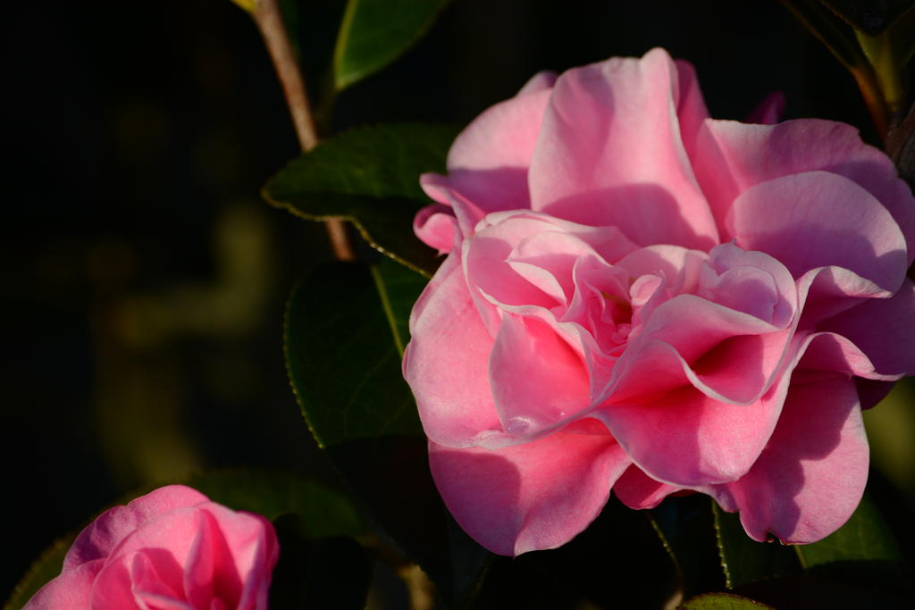 DSC_4697.jpg