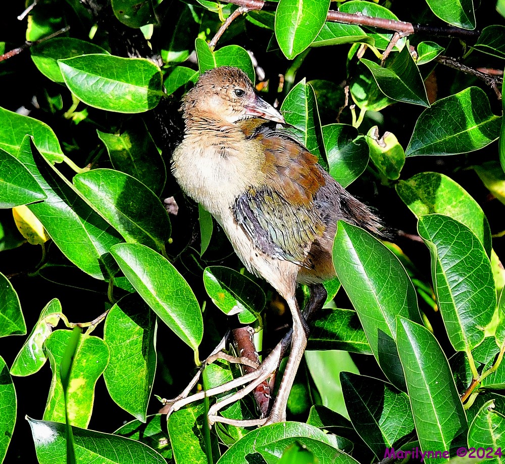 DSC_4697_001.JPG
