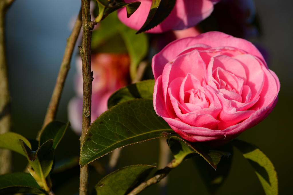 DSC_4698.jpg