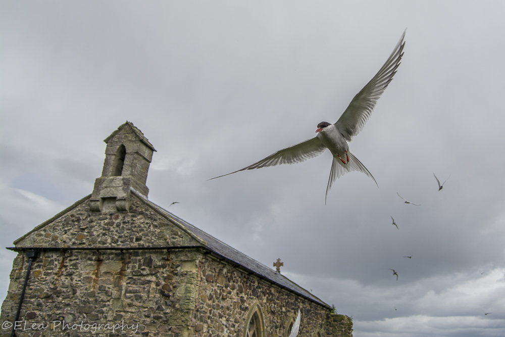 DSC_4701.jpg