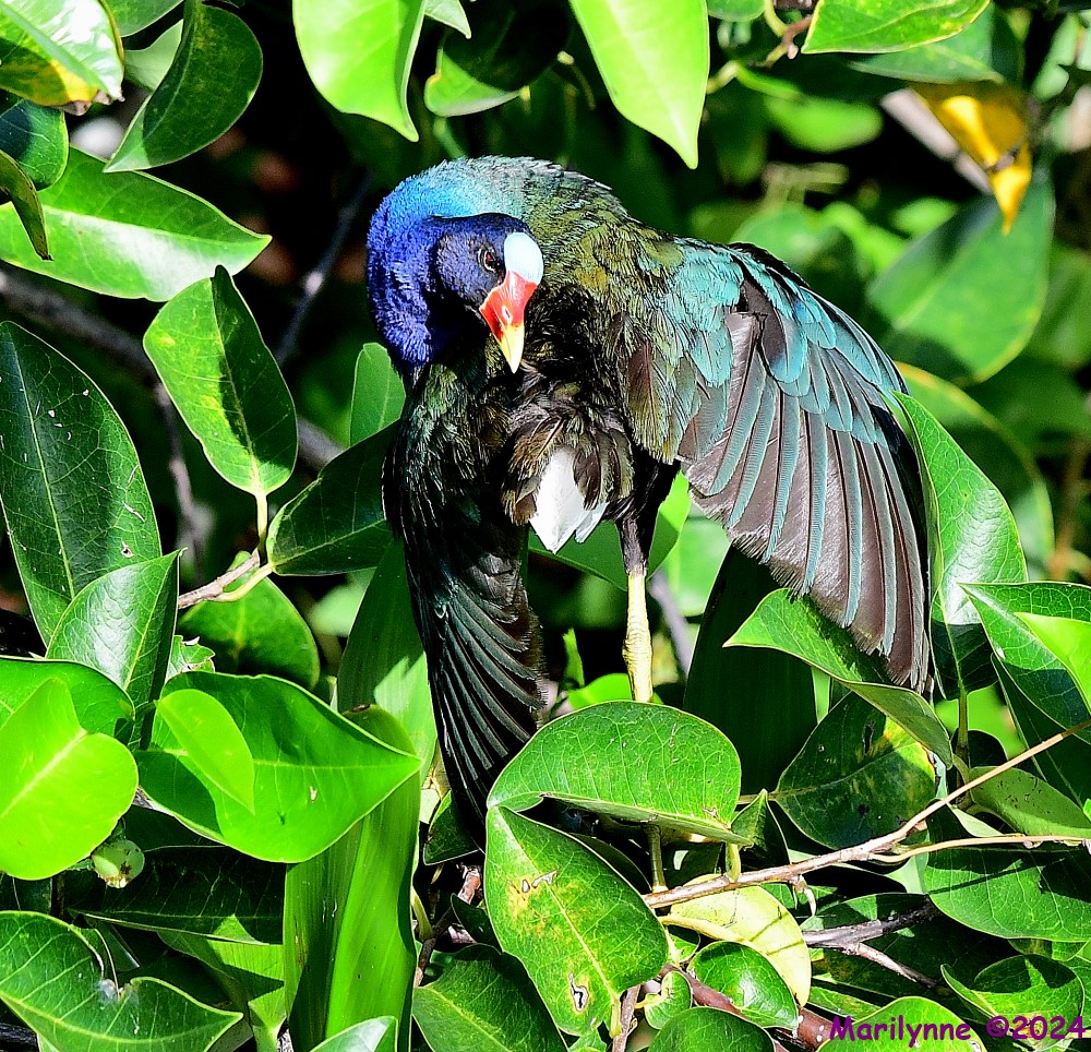 DSC_4703_001.JPG