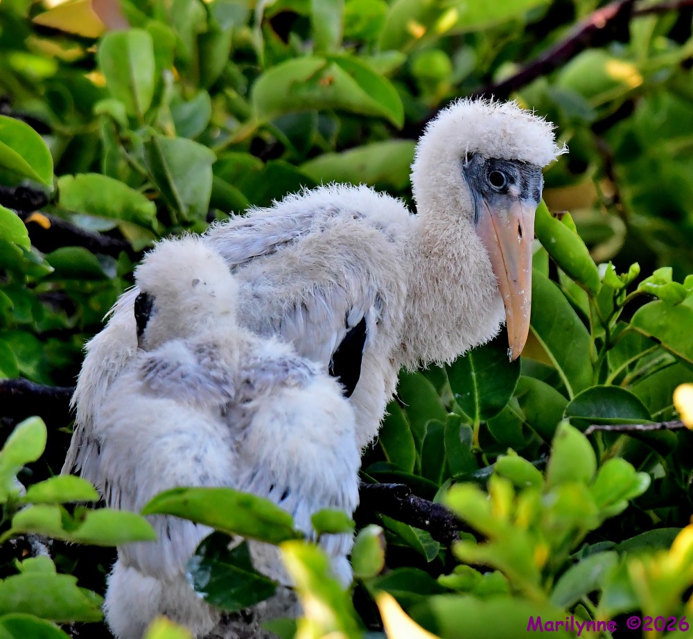DSC_4703_001.JPG