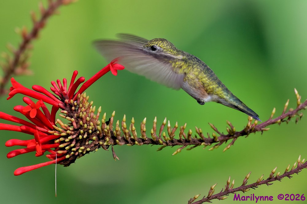 DSC_4704 copy_001.JPG