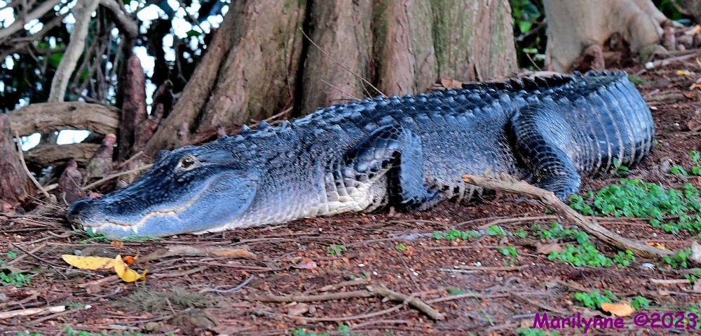 DSC_4704_001.JPG