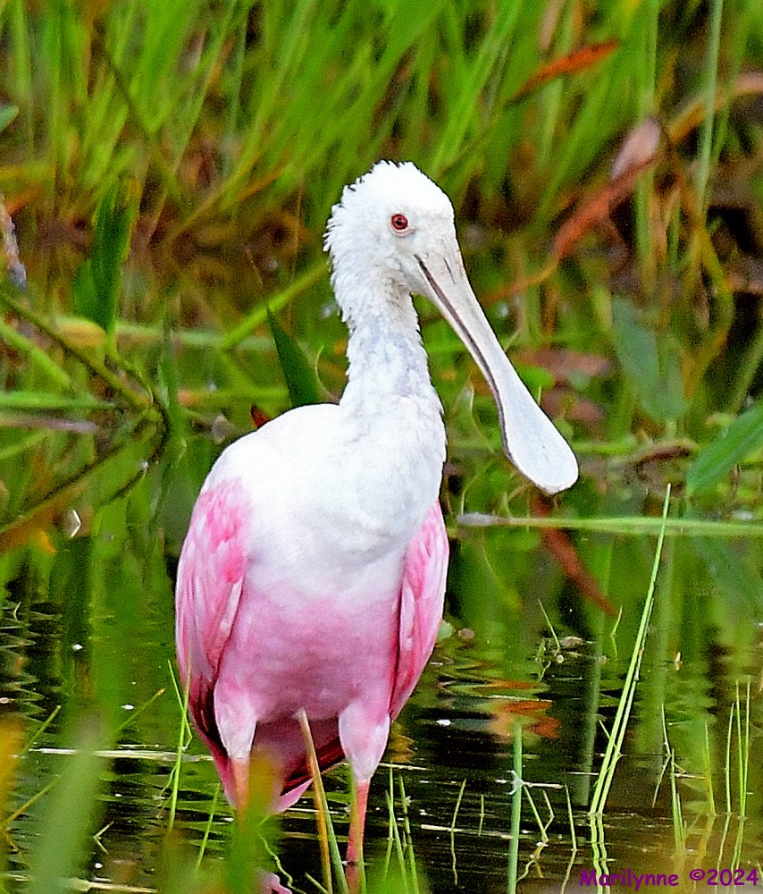 DSC_4704_001.JPG