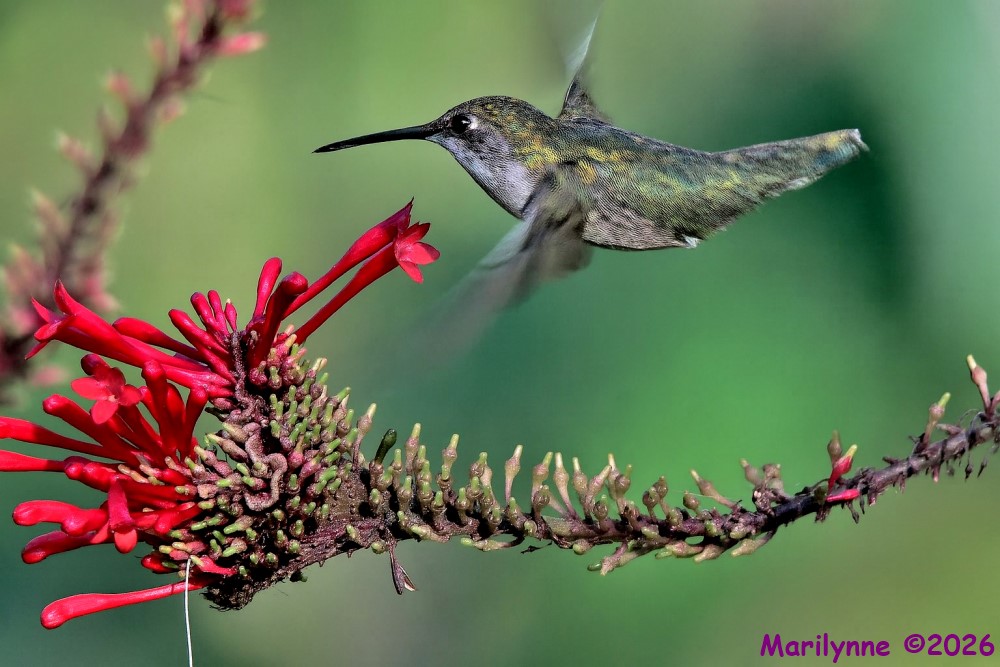 DSC_4705 copy2_001.JPG