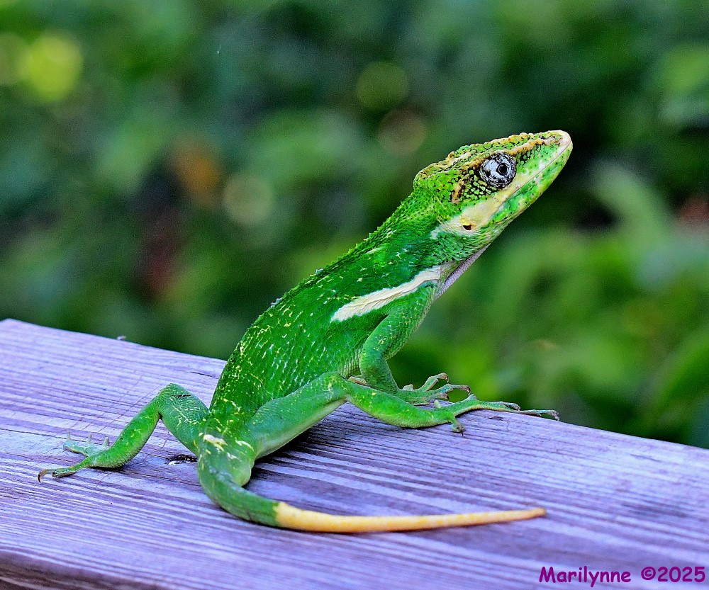 DSC_4706_001.JPG