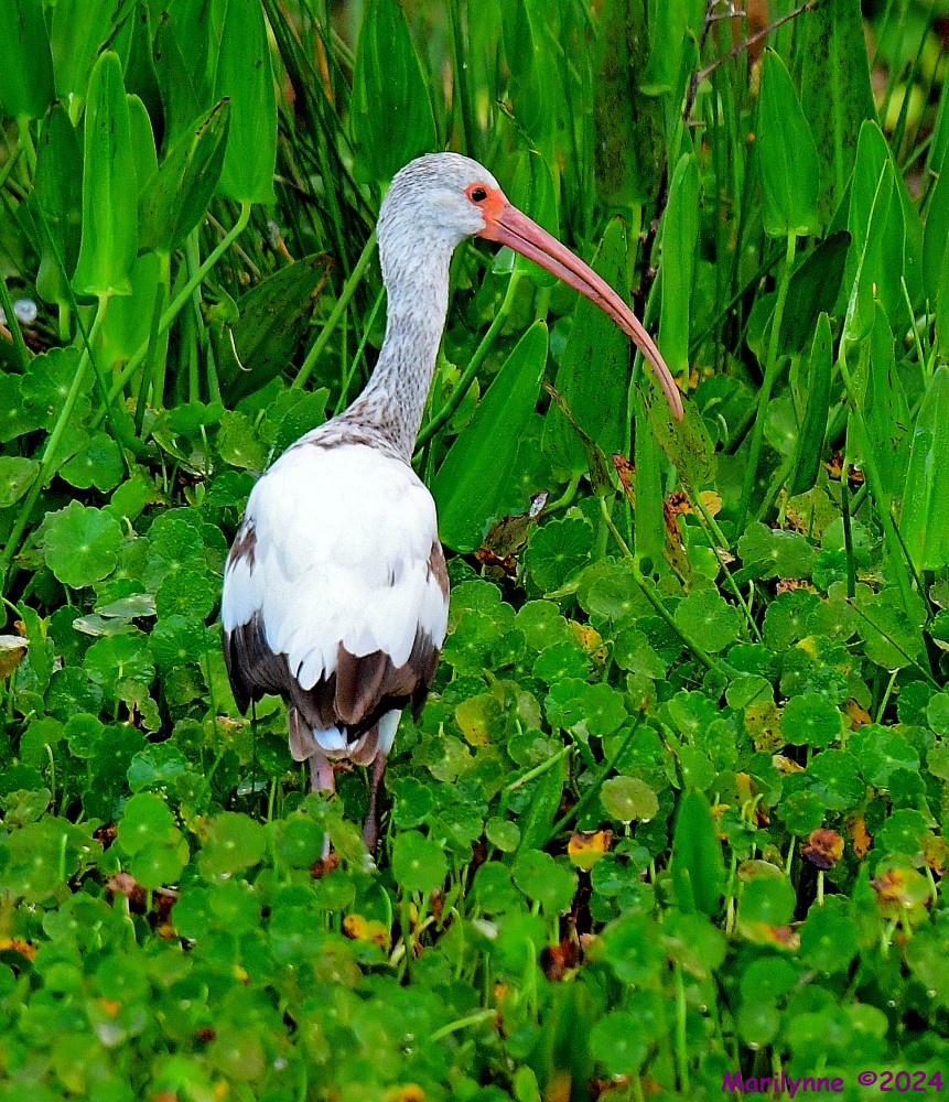 DSC_4708_001.JPG