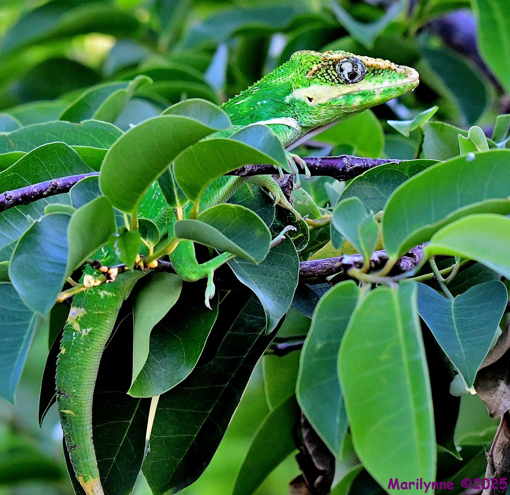 DSC_4709_001.JPG
