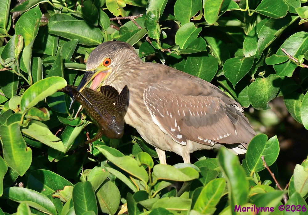 DSC_4710_001.JPG