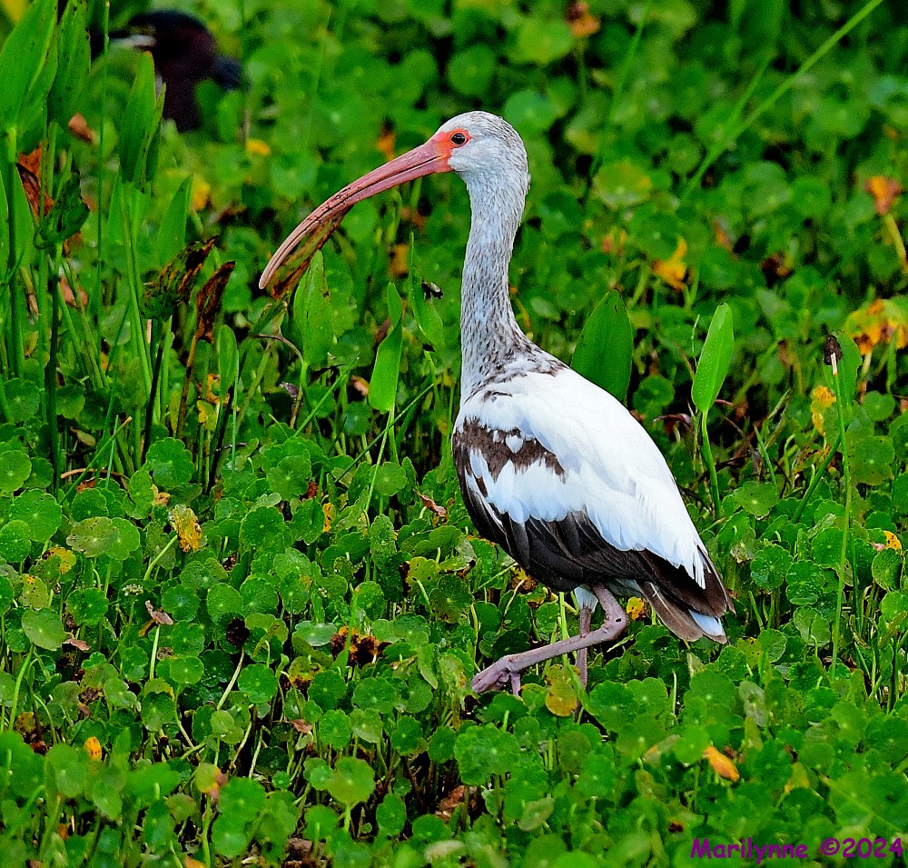 DSC_4711_001.JPG