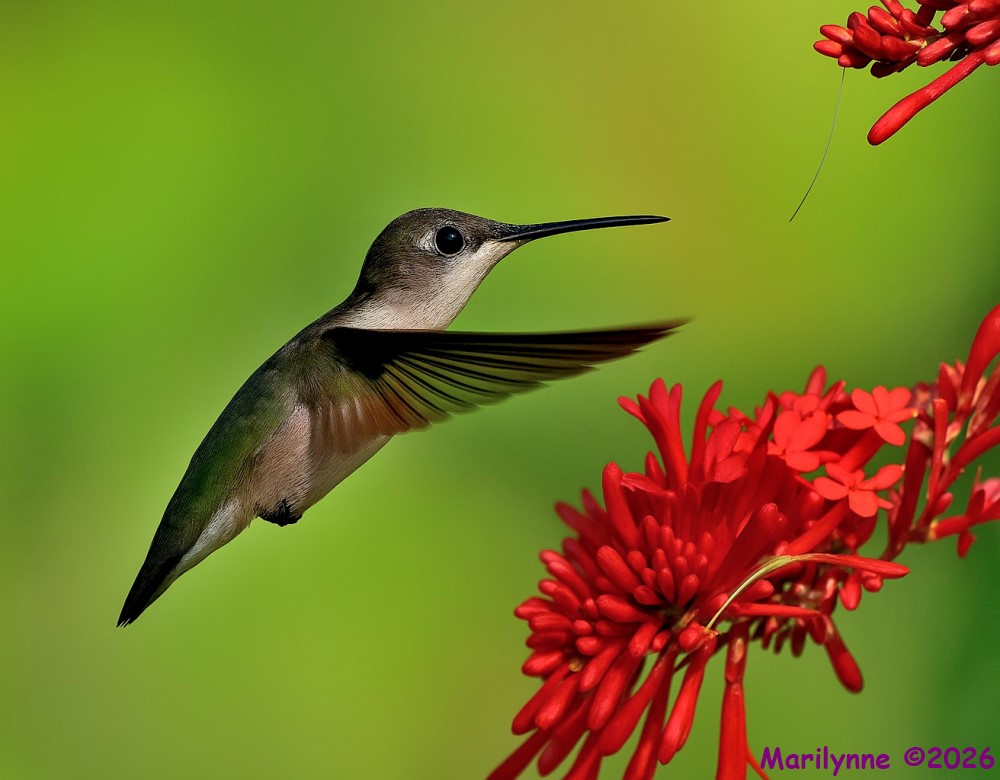 DSC_4713 copy_001.JPG