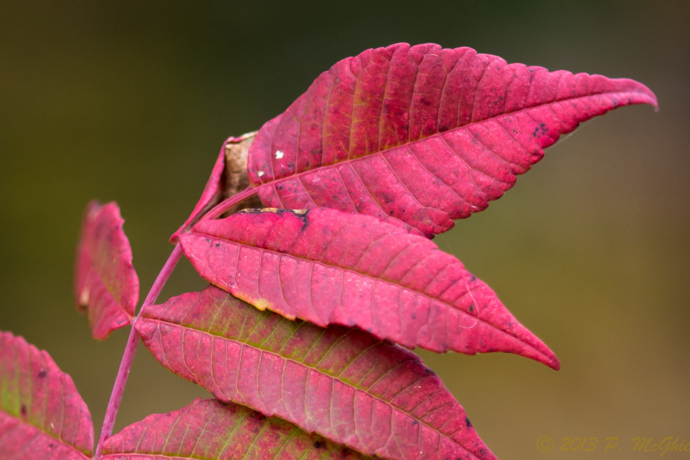 DSC_4713.jpg