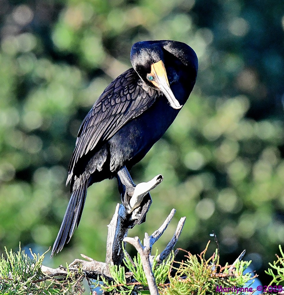 DSC_4713_001.JPG