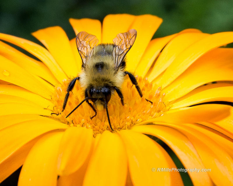 DSC_4714_7516-2.jpg