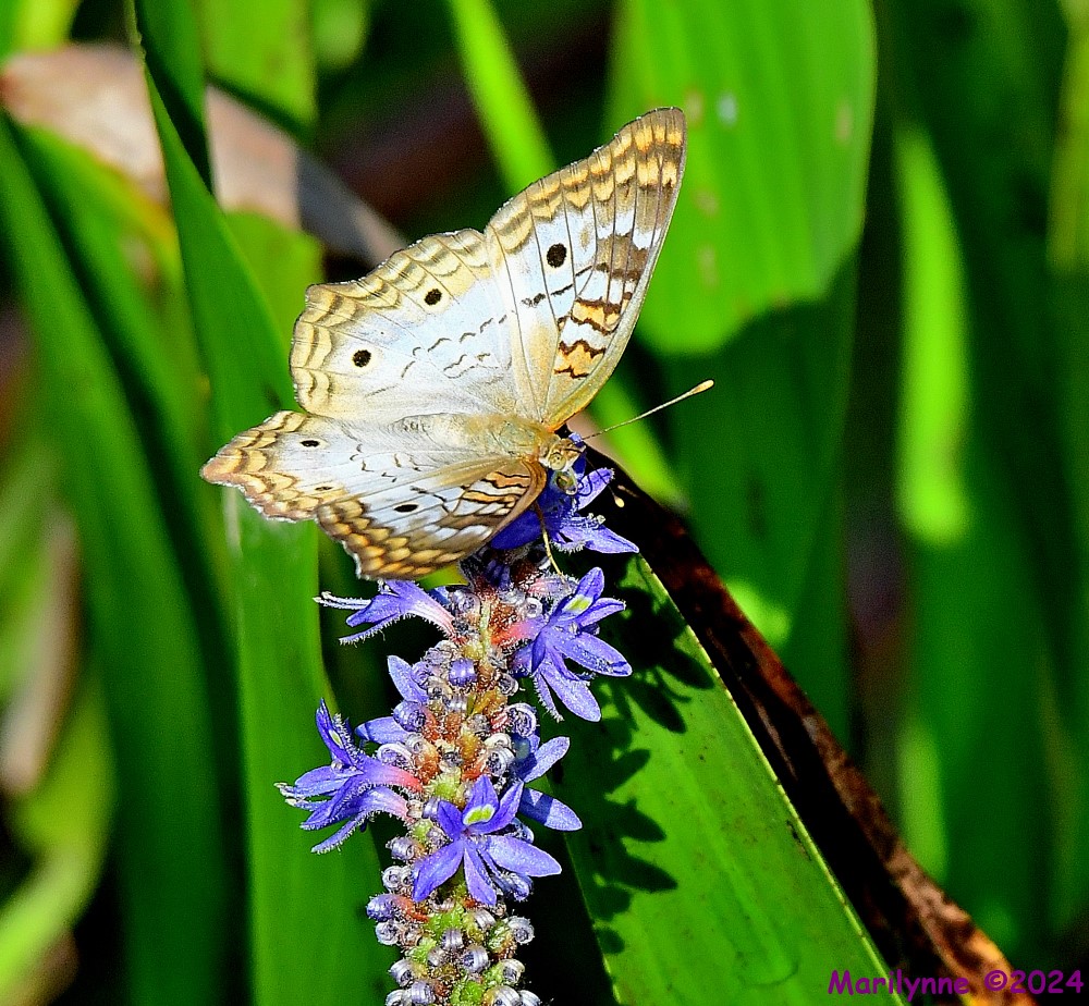 DSC_4715_001.JPG