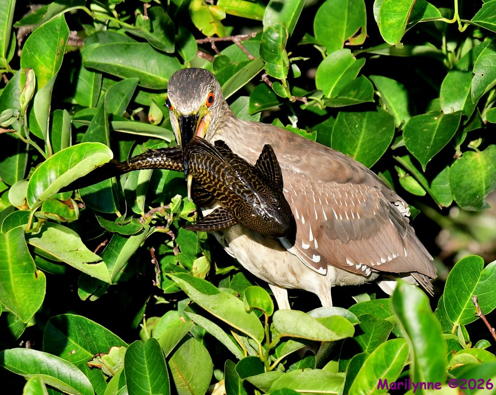 DSC_4715_001.JPG