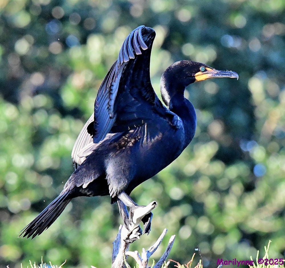 DSC_4718_001.JPG