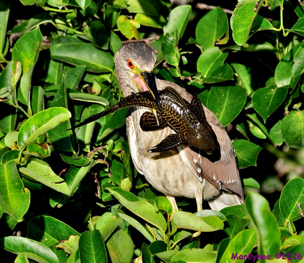 DSC_4718_001.JPG