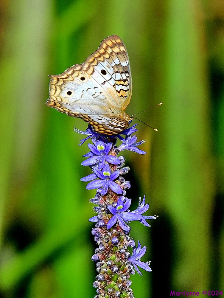 DSC_4719_001.JPG