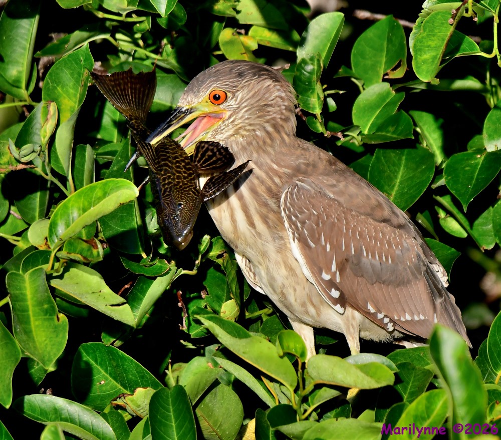 DSC_4719_001.JPG