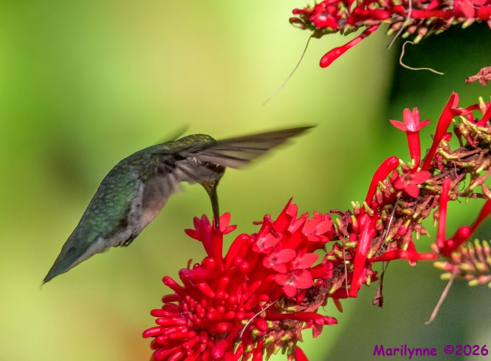 DSC_4721 copy_001.JPG