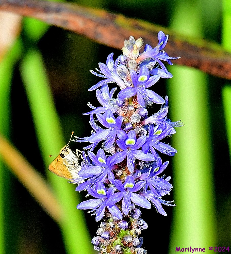 DSC_4724_001.JPG