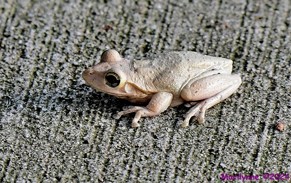 DSC_4726_001.JPG