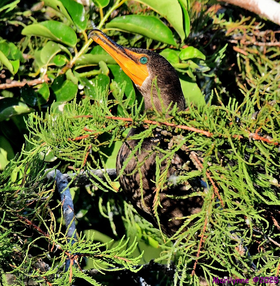 DSC_4726_001.JPG