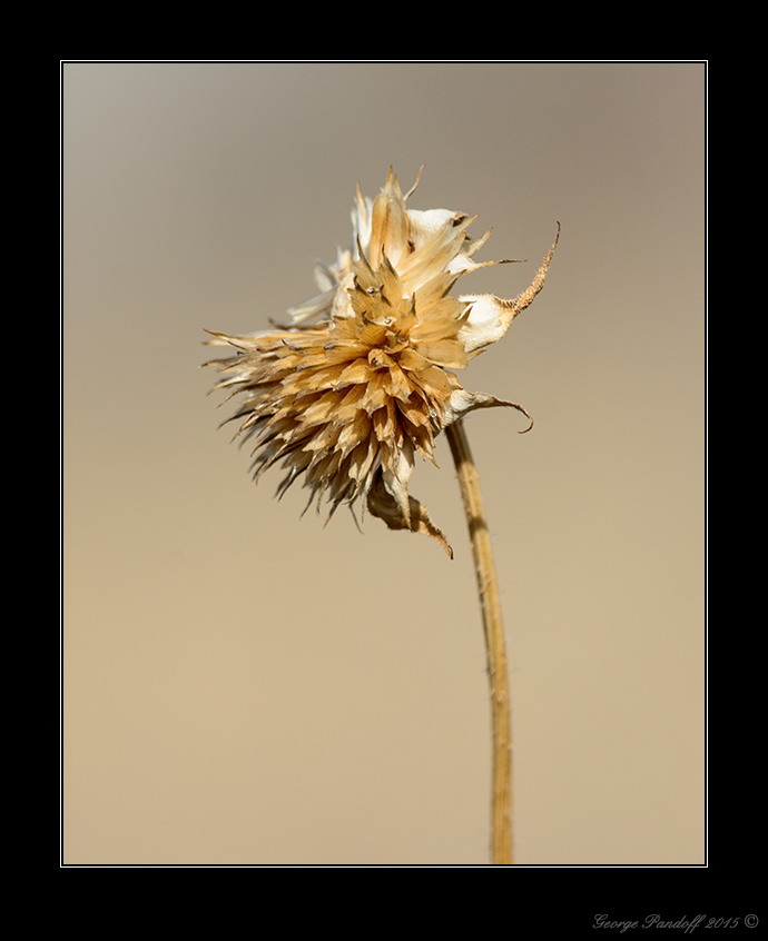 DSC_4726_Web.jpg