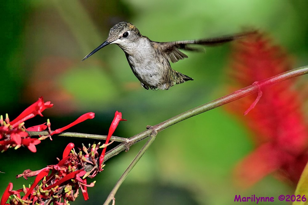 DSC_4728 copy_001_01.JPG